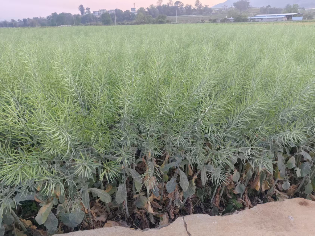 中科粮油成功培育高油酸油菜新品种ZKGO3：科技赋能产业革新，重塑油菜产业格局